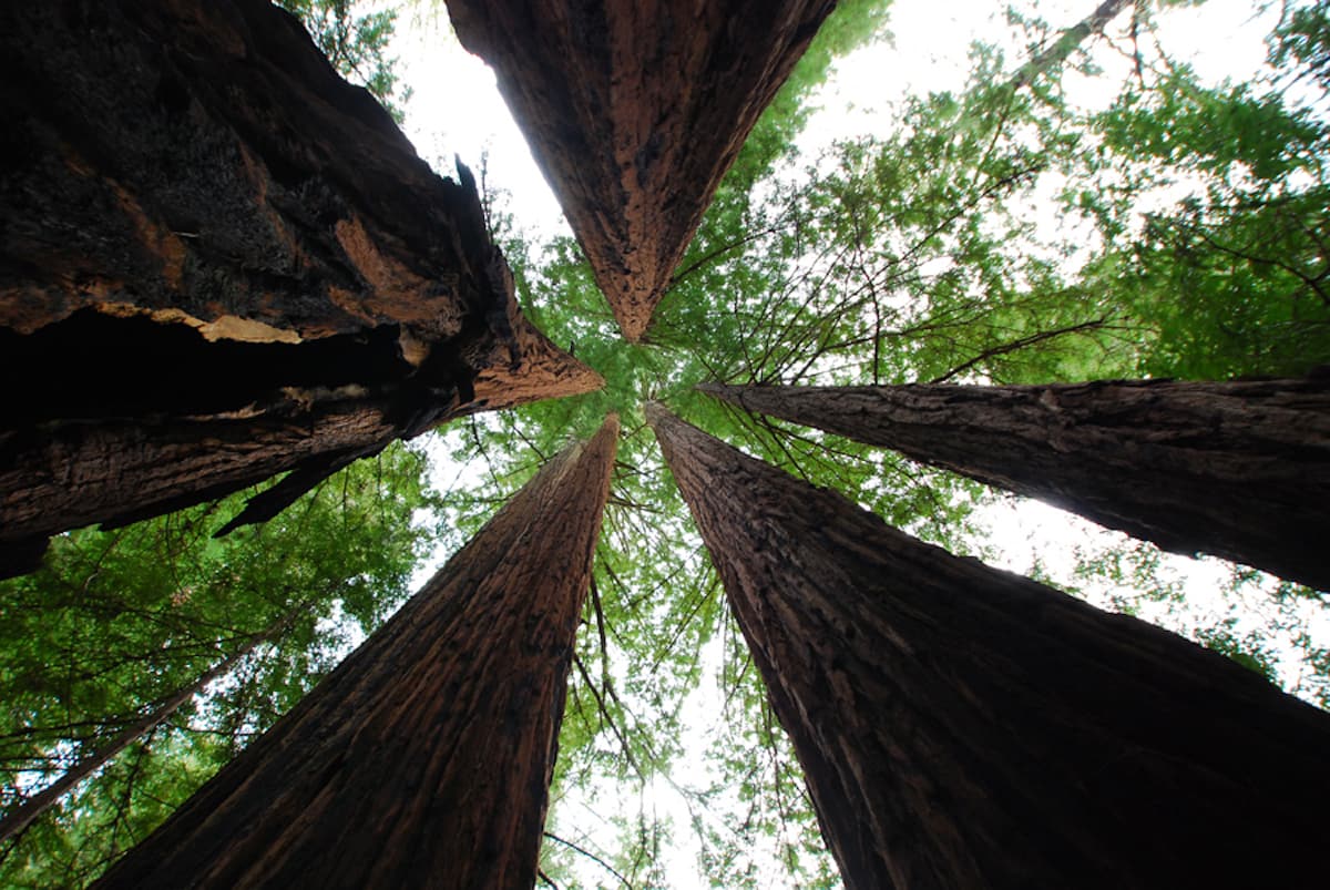 California Redwoods