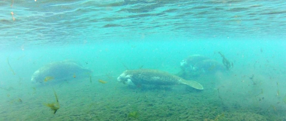 Manatee Pod in Suwanee River