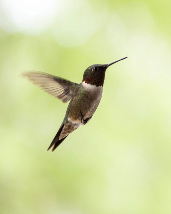 Hummingbird in Flight