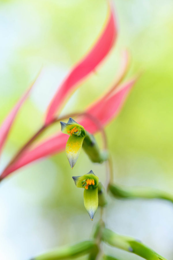 Bromeliad Bloom