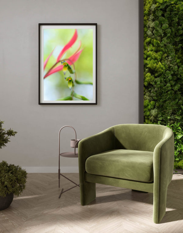 Bromeliad Bloom