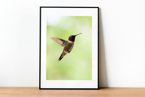 Hummingbird in Flight