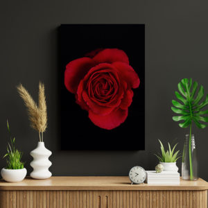 Red Rose of Fibonacci on wall