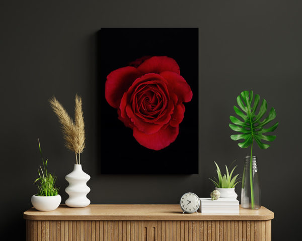 Red Rose of Fibonacci on wall